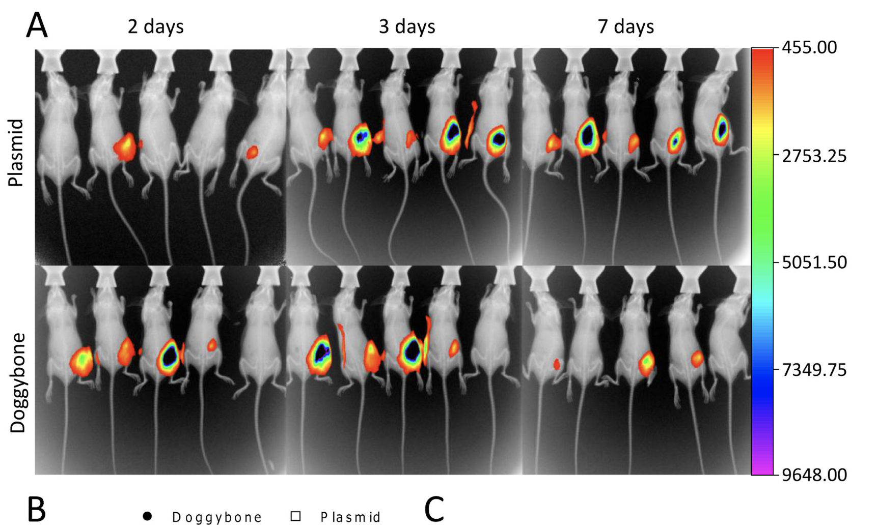 Comparative analysis of enzymatically produced novel linear DNA constructs with plasmids for use as DNA vaccines