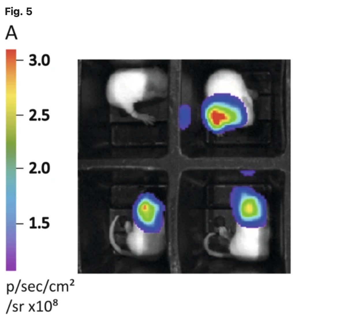 Production of lentiviral vectors using enzymatically produced linear DNA