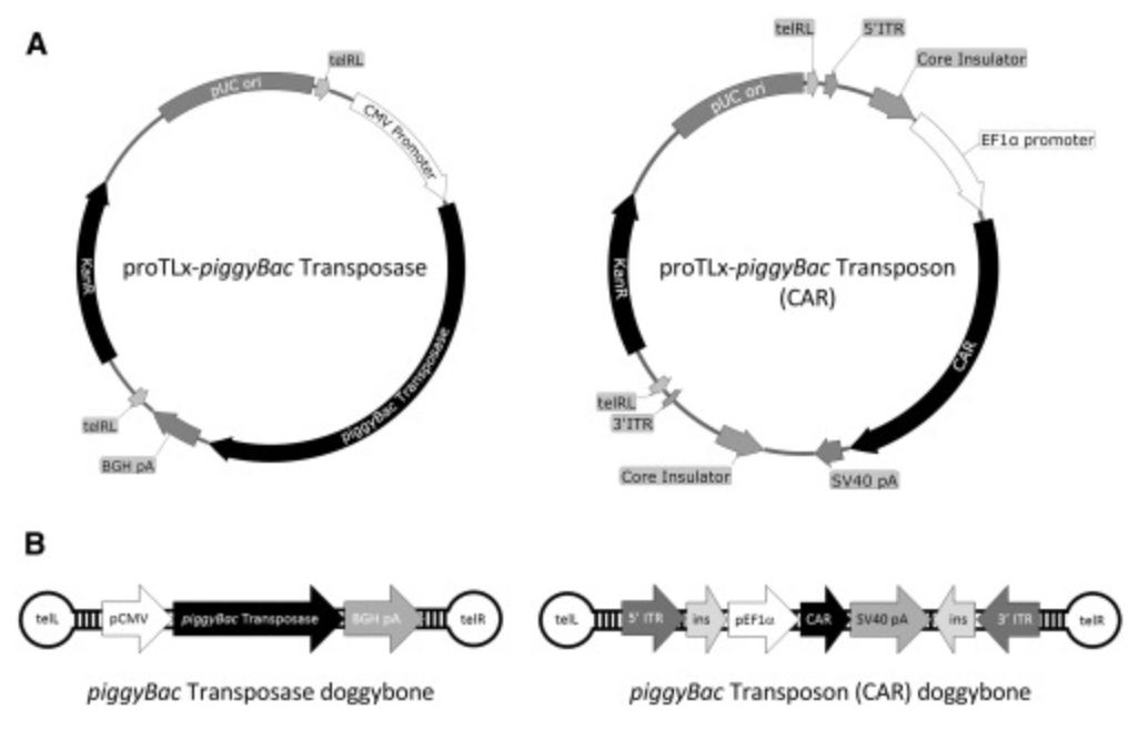 U Sydney collaboration: “CAR T Cell Generation by piggyBac Transposition from Linear Doggybone DNA Vectors Requires Transposon DNA-Flanking Regions”