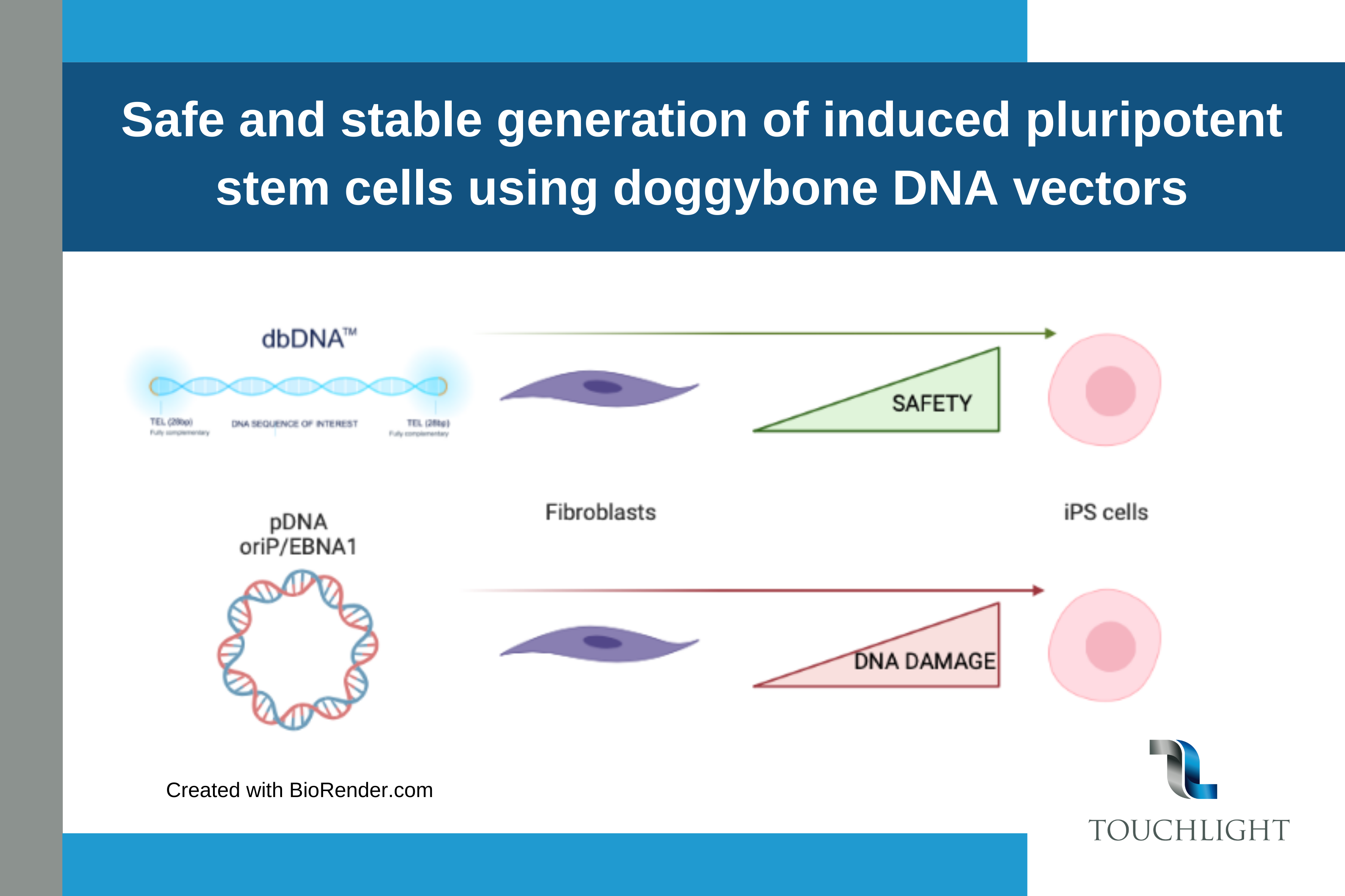 Doggybone DNA for human iPSC